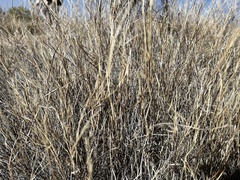 Muhlenbergia porteri