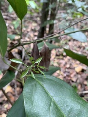 Dolichoderus bispinosus