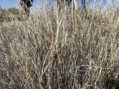 Muhlenbergia porteri