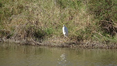 Egretta thula