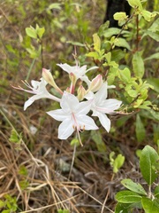 Rhododendron atlanticum