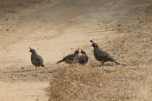 iNaturalist observation photo of California Quail