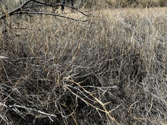 Muhlenbergia porteri