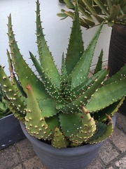 Aloe aculeata