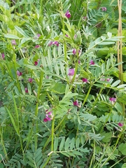 Vicia sativa