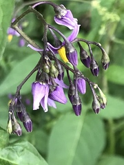 Solanum dulcamara