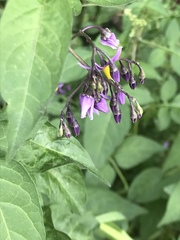Solanum dulcamara