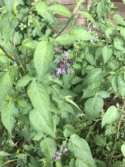 Solanum dulcamara