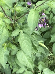 Solanum dulcamara