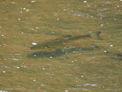 Squalius cephalus