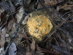 Cronartium conigenum