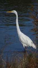 Ardea alba