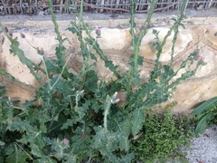 Carduus argentatus