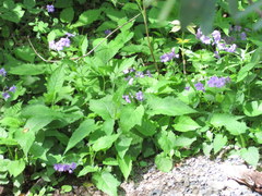 Phlox stolonifera