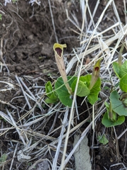Aristolochia lutea