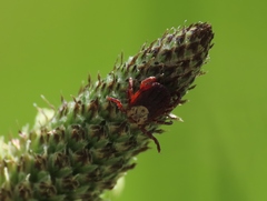 Dermacentor marginatus