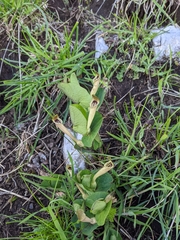 Aristolochia lutea