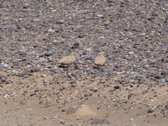 Pterocles senegallus