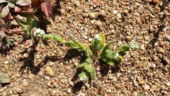 Plagiobothrys collinus fulvescens