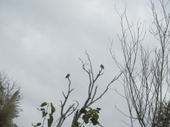 Patagioenas picazuro