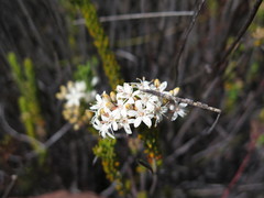 Agathosma blaerioides