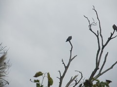 Patagioenas picazuro