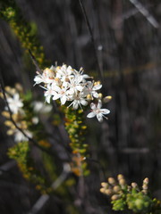 Agathosma blaerioides
