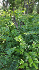 Amorpha paniculata