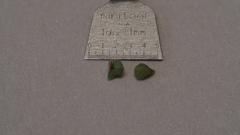 Plagiobothrys collinus fulvescens