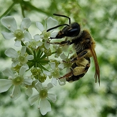 Simandrena