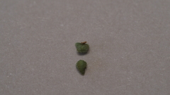 Plagiobothrys collinus fulvescens