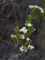 Agathosma blaerioides