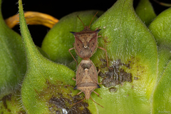 Pentatomidae