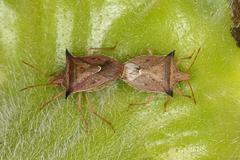 Pentatomidae