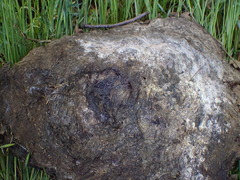 Stilbella fimetaria