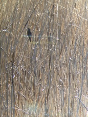 Acrocephalus arundinaceus