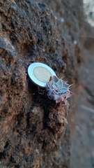 Graptopetalum sinaloensis