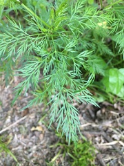 Trepocarpus aethusae