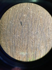 Acrocephalus arundinaceus