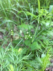 Trepocarpus aethusae