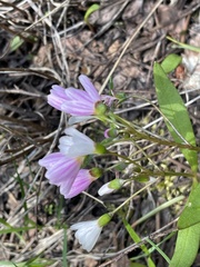 Claytonia lanceolata