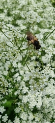 Simandrena