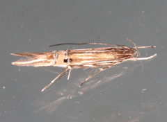 Cosmopterix scirpicola