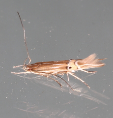 Cosmopterix scirpicola