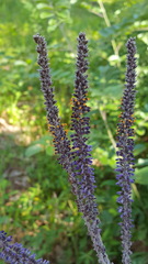 Amorpha paniculata