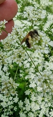 Simandrena