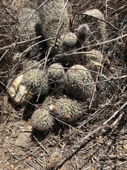 Mammillaria dioica