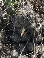 Mammillaria dioica