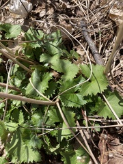 Ligularia stenocephala