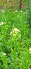 Lepidium draba